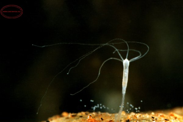 Восстановить доступ к кракену