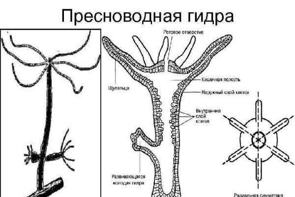 Кракен это гидра